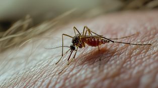 Zamknij okna. Zaplanowano terminy odkomarzania w Stargardzie