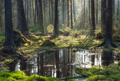 Niebezpieczne zdarzenie na pomorskich bagnach. Wezwano służby ratunkowe