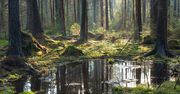 Niebezpieczne zdarzenie na pomorskich bagnach. Wezwano służby ratunkowe