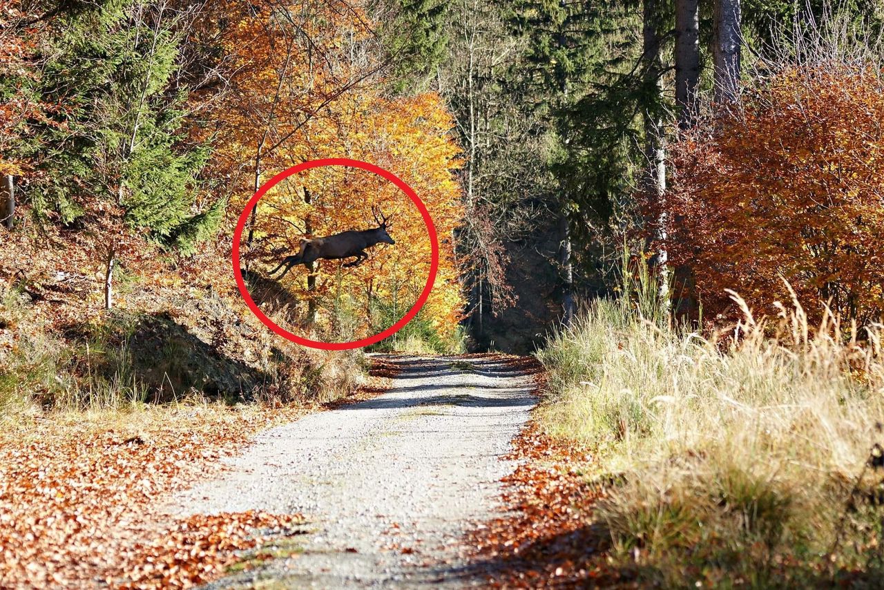To nie fotomontaż. Niezwykły widok w Górach Sowich