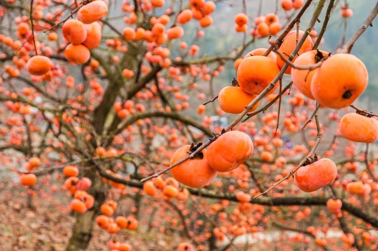 Persimmons ripen in the autumn.