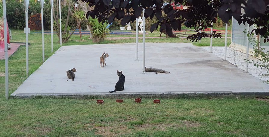 Królestwo Kotów — taki napis widnieje na tabliczce tej kociej oazy. Czemu w języku niemieckim, tego nie udało nam się dowiedzieć. Może ktoś z Was wie? Dajcie znać w komentarzach!