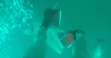 Atak rekina w Australii. Nurek wszystko nagrał