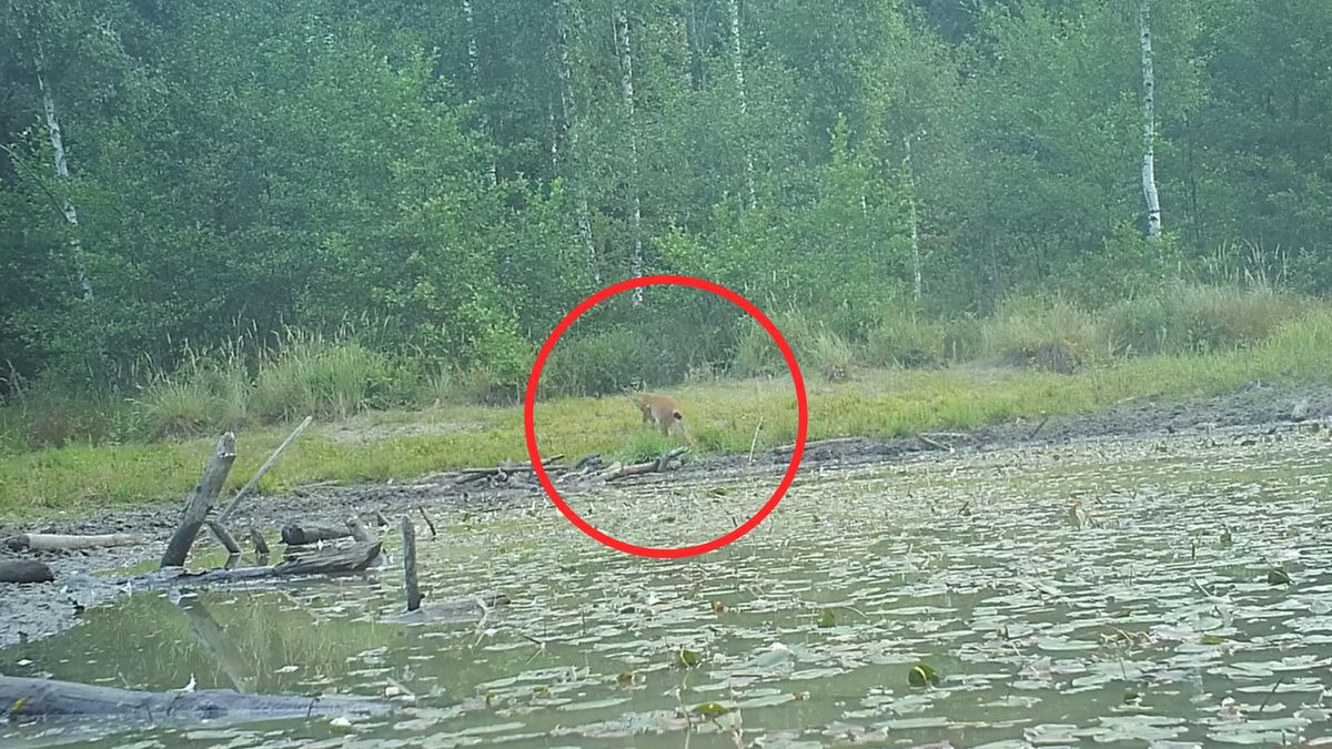 Ryś w obiektywie leśnej pułapki.