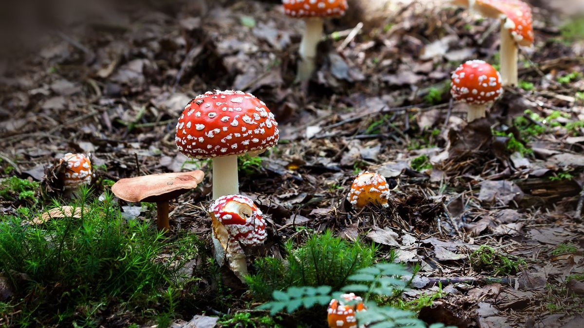 Sprzedawała świeże muchomory. Można je jeść? "Nic złego się nie stanie" - przekonywała 