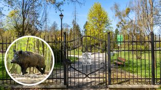 Park Miejski w Pile zamknięty. Dziki sparaliżowały majówkę