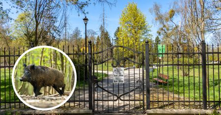 Park Miejski w Pile zamknięty. Dziki sparaliżowały majówkę
