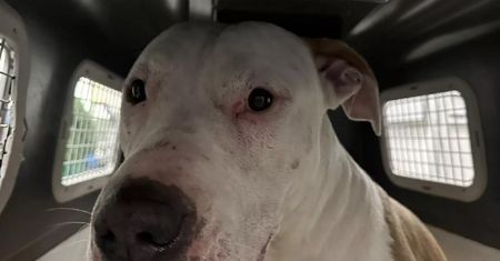 Amstaff zaatakował w stolicy. Wziął psa na spacer. "Praktycznie został rozszarpany"