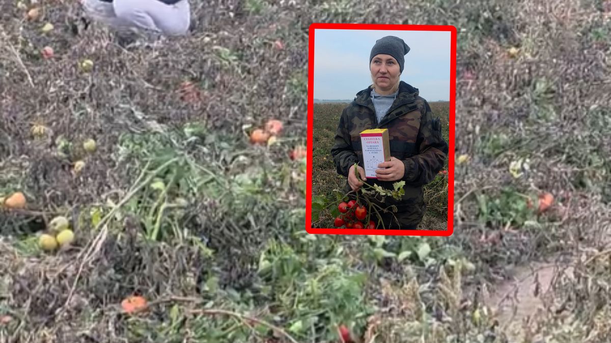 Małżonkowie z Niewirkowa oddają pomidory.