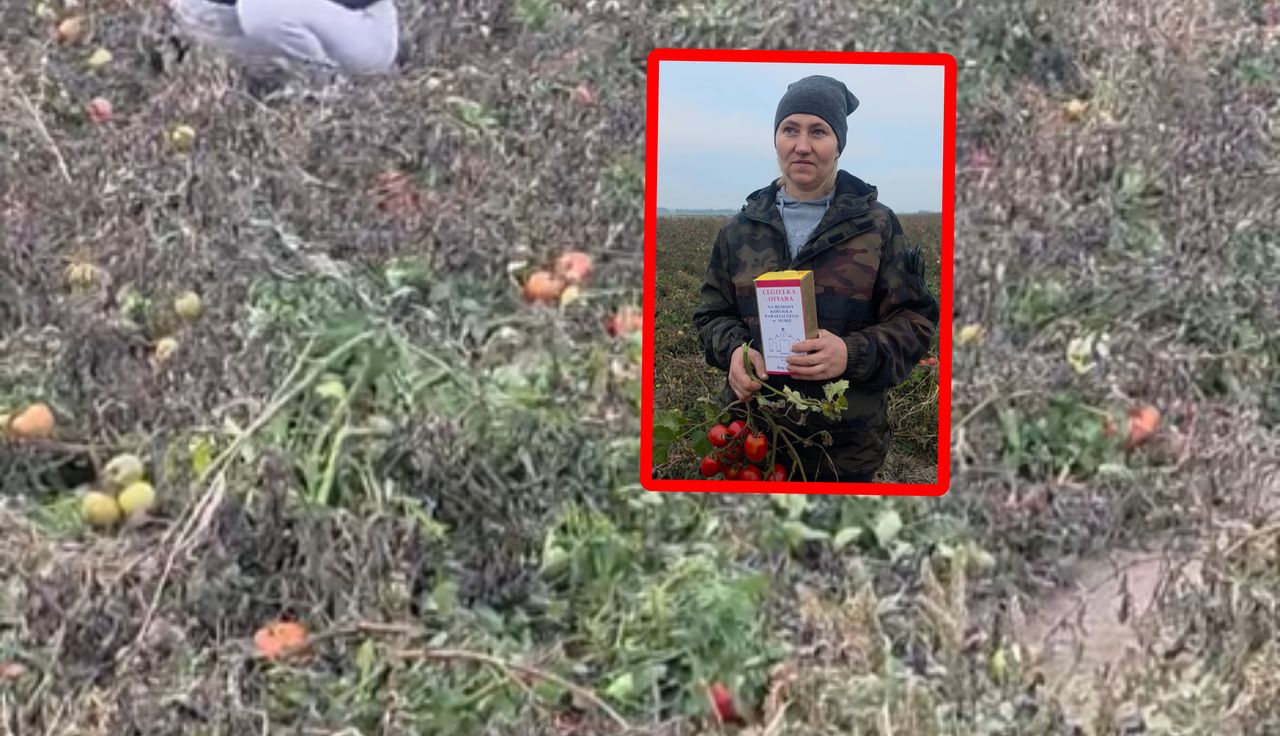 Pilny apel. Oddają pomidory. "Wielki kłopot"