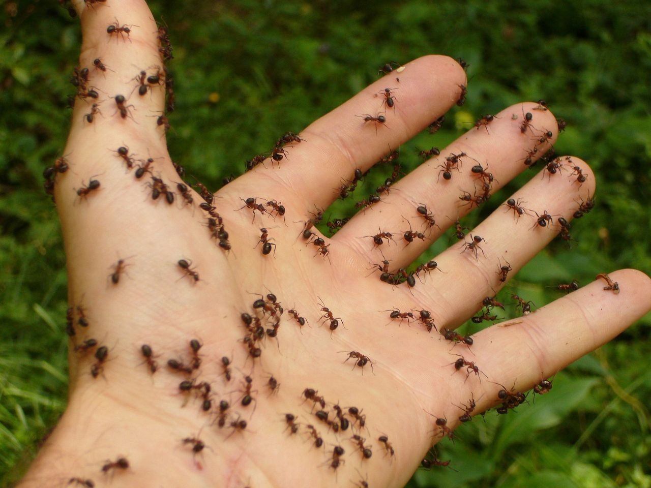 Naukowcy oszacowali ile mrówek żyje na świecie