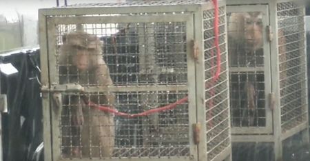 Małpy skazywane na tortury w laboratorium badawczym w USA. Szokujący raport PETA