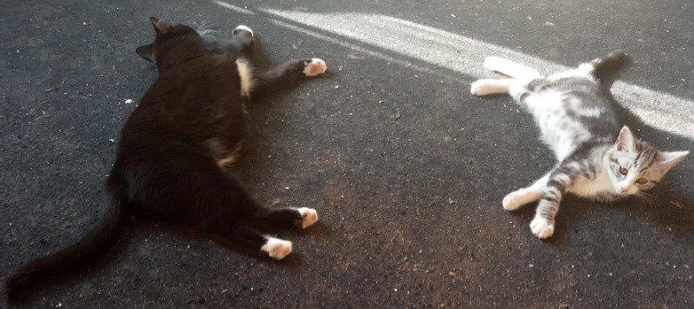 Koty to lenie! Naukowcy potwierdzają to, co kociarze wiedzą od dawna.