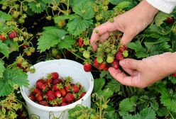 Nikt nie chce zbierać truskawek. Plantatorzy mają coraz większy problem