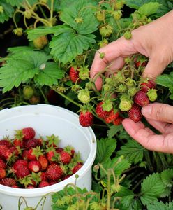 Nikt nie chce zbierać truskawek. Plantatorzy mają coraz większy problem