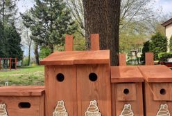 Będzin. Zadbali o ptaki. Na terenie miasta zawisło 80 budek lęgowych