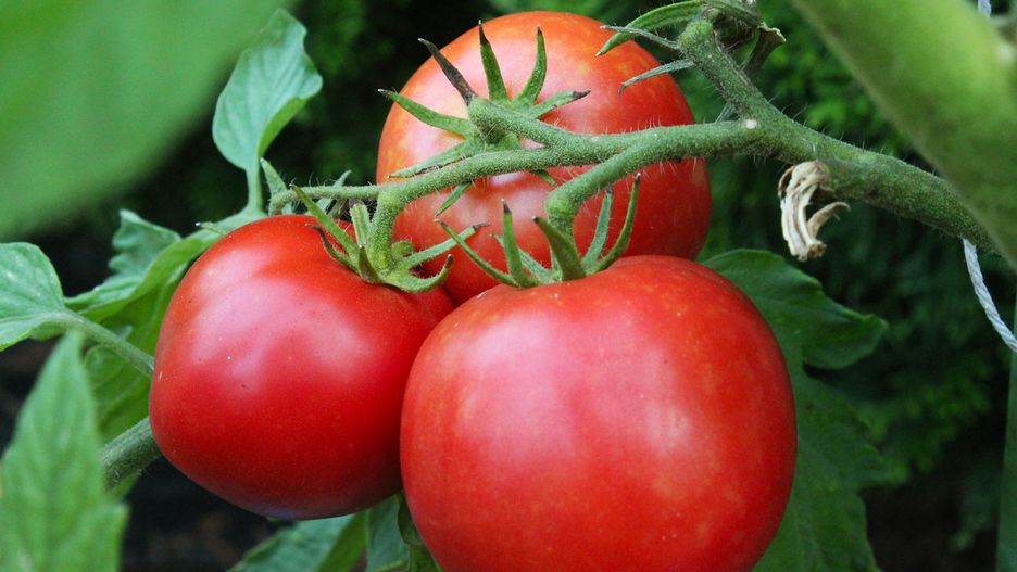 Domowy nawóz na piękne pomidory