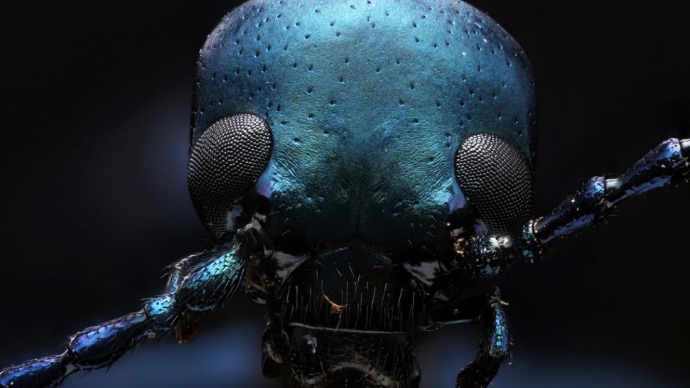 Macropod - ekstremalne narzędzie do fotografii makro 1