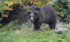 Młoda niedźwiedzica sieje postrach w bieszczadzkiej gminie. Wójt apeluje o pomoc