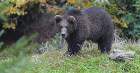 Młoda niedźwiedzica sieje postrach w bieszczadzkiej gminie. Wójt apeluje o pomoc