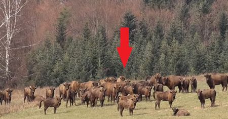 Niezwykłe sceny w Bieszczadach. Leśnicy wszystko nagrali