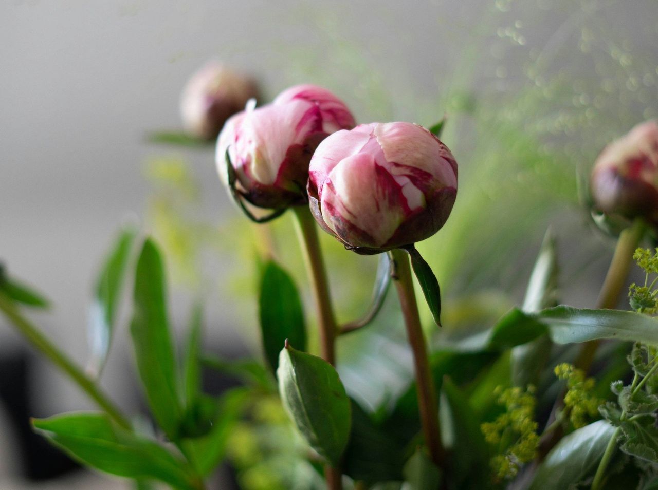 Zrób to przy piwoniach, póki nie ma mrozu. Wystrzeli mnóstwem kwiatów