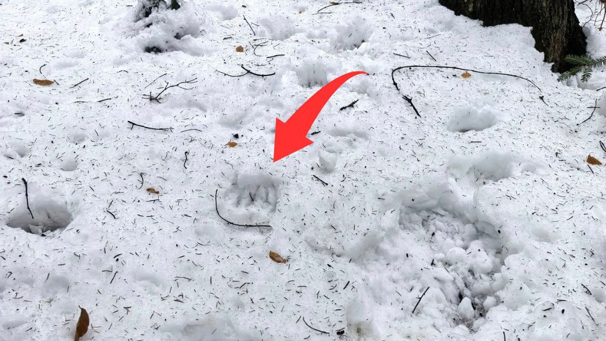 Niedźwiedź w Rabskiej Dolinie? Leśnicy publikują zdjęcia