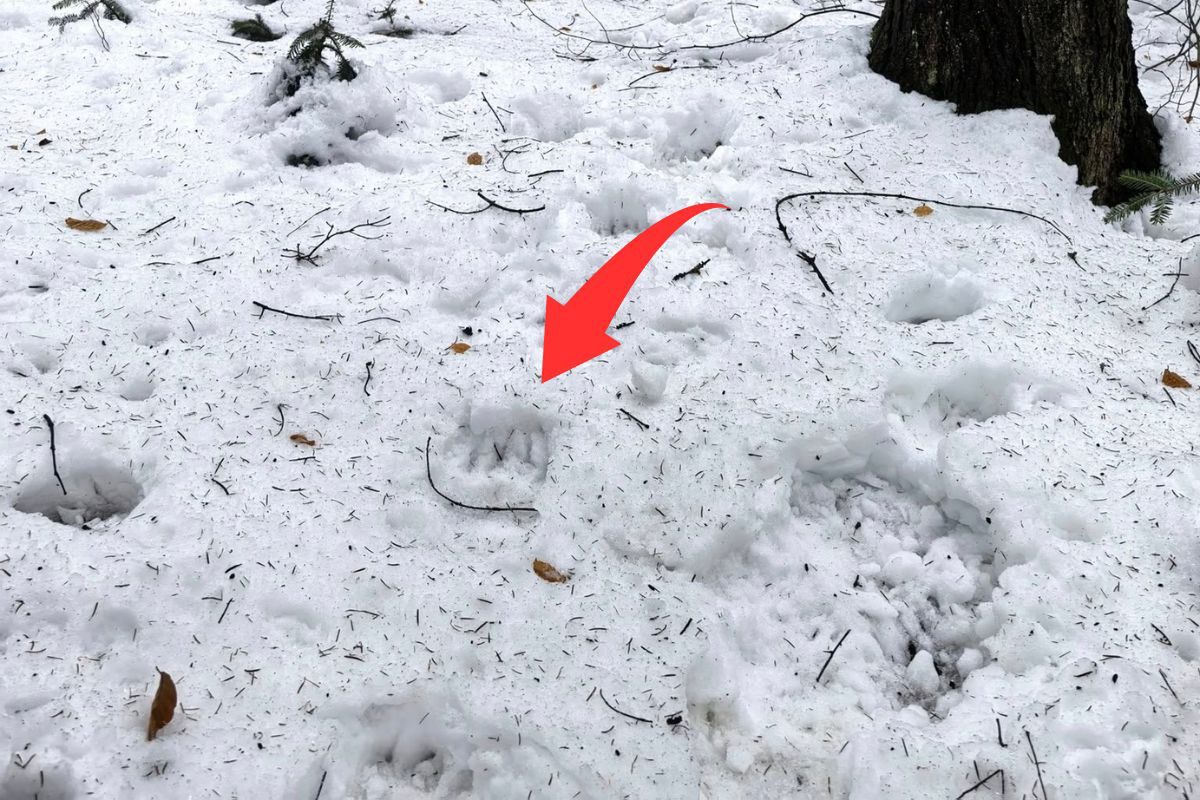 Leśnik spacerował w lesie. Zauważył je w śniegu. Lepiej uważać