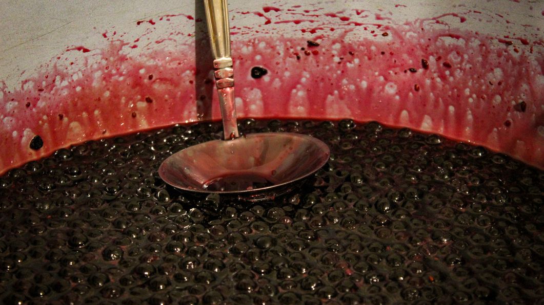 Aronia ma mnóstwo zdrowotnych właściwości