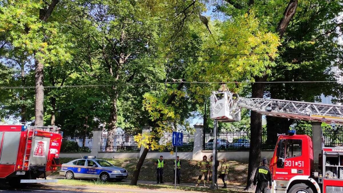 Strażacy interweniujący do pochylonego drzewa nad ul. Wyszyńskiego w Lublinie