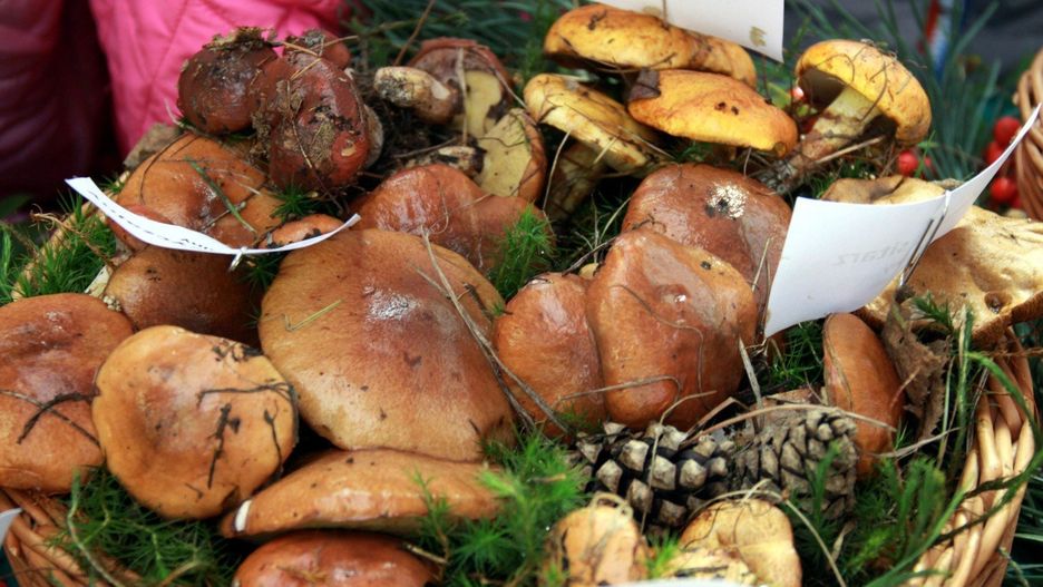 LASY OBORNICKIE - BLISKO MIASTA