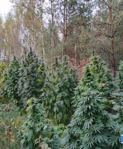 Narkotyki w środku lasu. Warte 0,5 mln zł