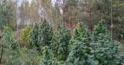 Narkotyki w środku lasu. Warte 0,5 mln zł