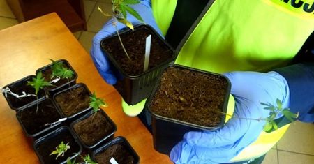 Śląskie. Odkryli w Tychach specjalny namiot z sadzonkami. To nie był warzywniak