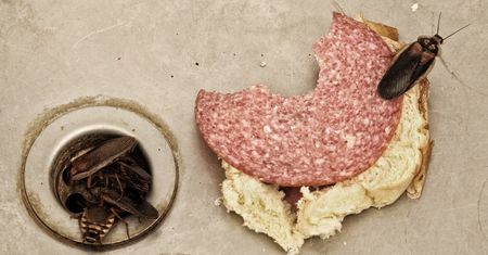 Wlej do naczynia i zostaw na noc. Po karaluchach nie będzie śladu
