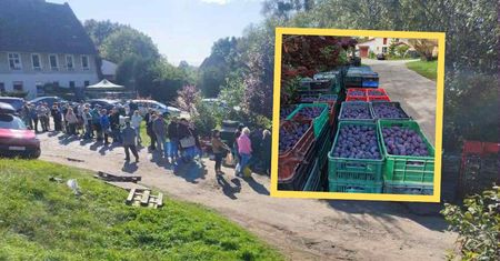 11 ton śliwek sprzedanych w kilka godzin. Internauci uratowali rolnika