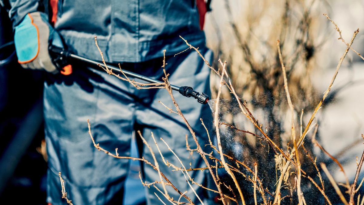 Pamiętam o tym oprysku na drzewa i rośliny w lutym 