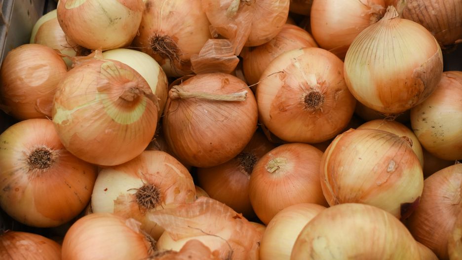 Cebula