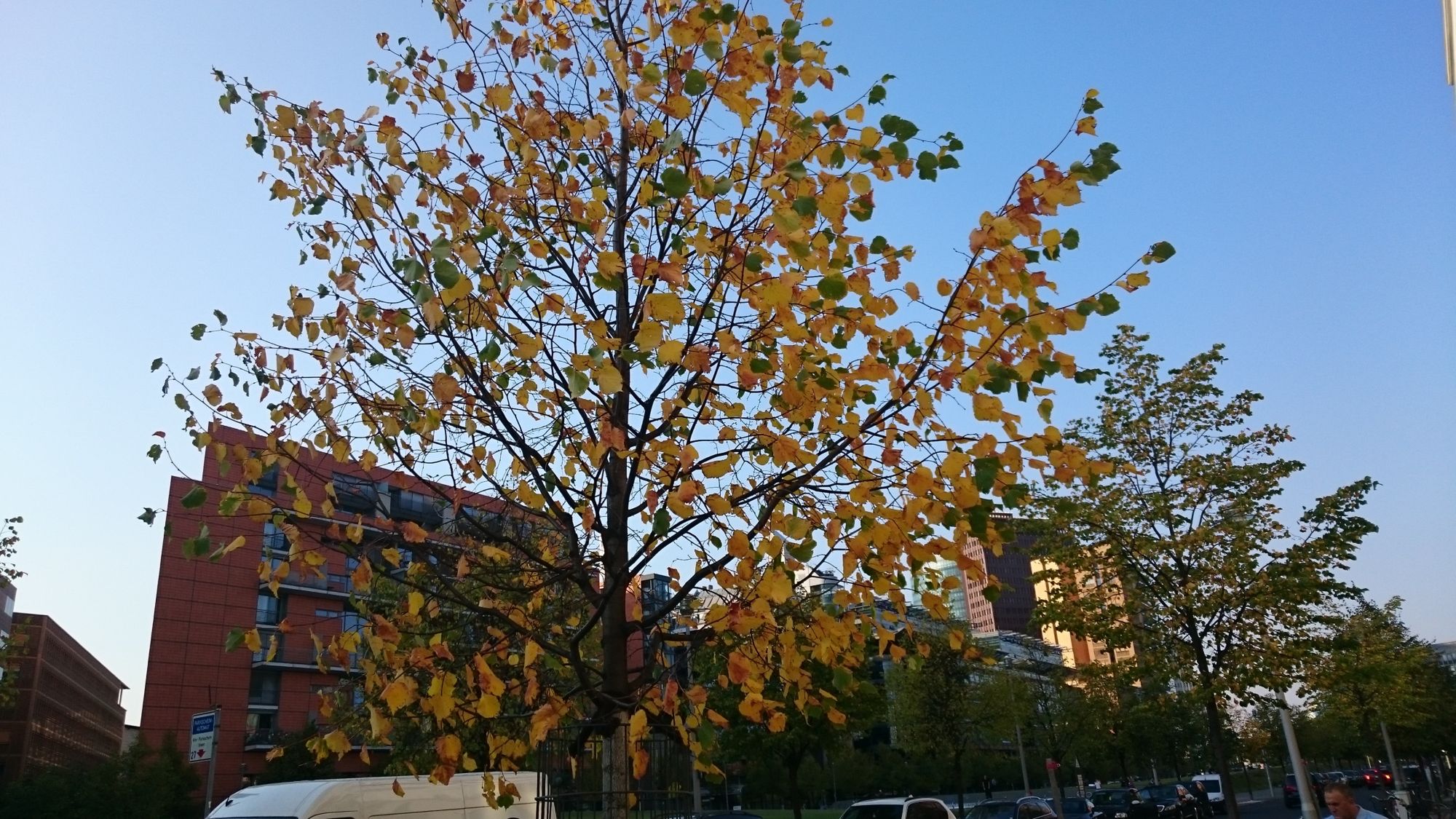 Xperia Z3 czy Lumia 930 - który smartfon robi lepsze zdjęcia? 16