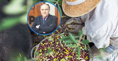 Wojna oliwna. Największy producent oliwy z oliwek oskarża firmy z sektora o oszustwa
