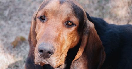 Coonhound zachwyca wyglądem, ale wymaga dużo ruchu. Nie jest psem dla każdego