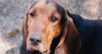 Coonhound zachwyca wyglądem, ale wymaga dużo ruchu. Nie jest psem dla każdego