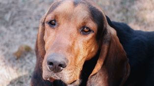 Coonhound zachwyca wyglądem, ale wymaga dużo ruchu. Nie jest psem dla każdego