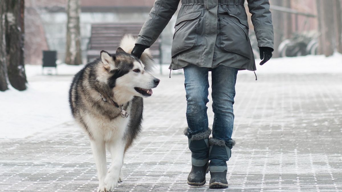 W Lublinie nie będzie już mandatów za psie odchody.