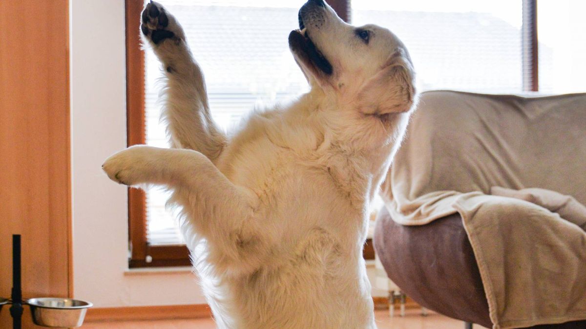 Dlaczego pies podnosi jedną łapę?