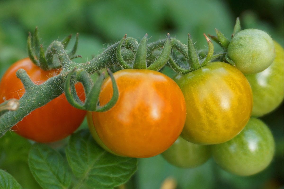 Można przyspieszyć dojrzewanie pomidorów w naturalny sposób