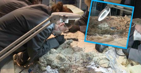 Niesamowite wydarzenie w Warszawie. Możesz pomóc odkryć kości dinozaura