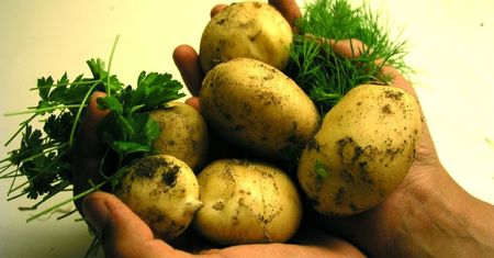 Rewolucja w uprawie ziemniaków. Można je podlewać soloną wodą!
