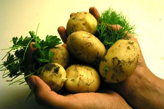 Rewolucja w uprawie ziemniaków. Można je podlewać soloną wodą!