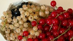 Mała porzeczka, wielka moc. Co się dzieje w organizmie po regularnym spożywaniu?